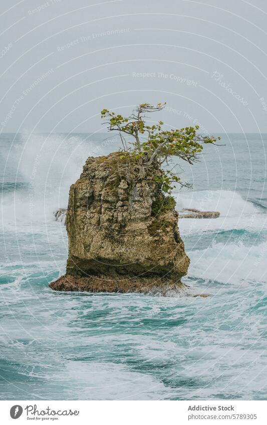 Einsamer Baum auf einem Felsvorsprung in den Gewässern Costa Ricas Felsen Wasser winken Küste Natur vereinzelt Felsnase robust Meer MEER Ufer natürlich