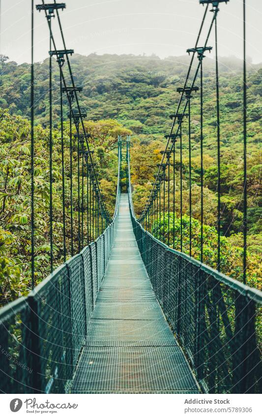 Hängebrücke inmitten des üppigen costaricanischen Dschungels Kettenbrücke Costa Rica Regenwald Laubwerk Abenteuer Ruhe Weg dicht Natur pflanzlich grün reisen