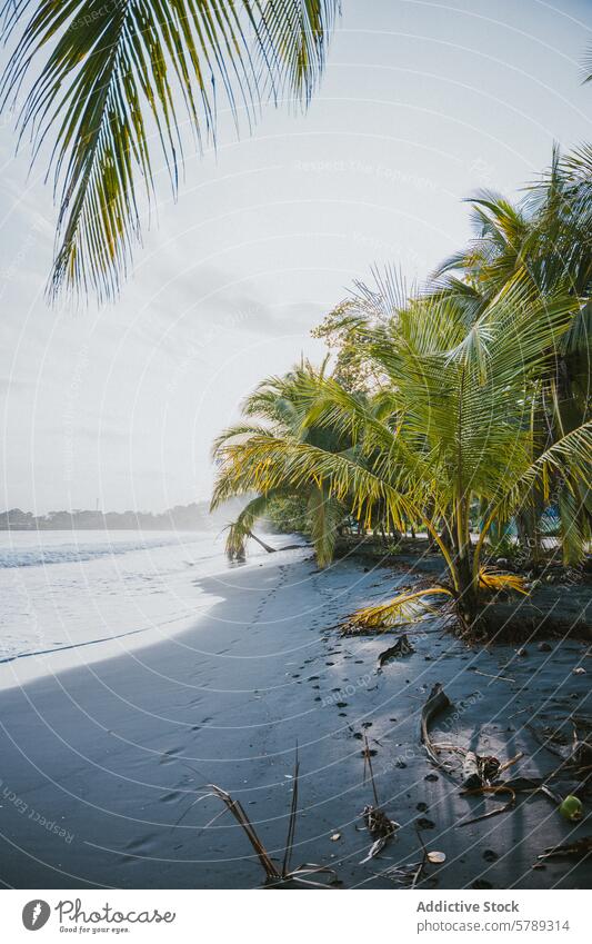 Ruhige Strandszene mit Palmen in Costa Rica Meer Gelassenheit ruhig desolat üppig (Wuchs) Hintergrund tropisch Küstenlinie Sand Himmel Natur malerisch reisen