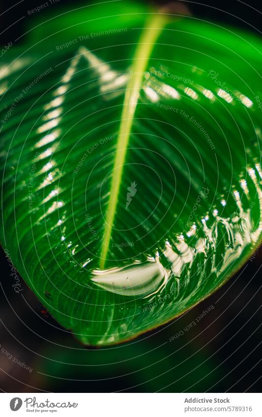 Üppiges grünes Blatt mit einem Wassertropfen in Costa Rica Nahaufnahme üppig (Wuchs) pulsierend Reflexion & Spiegelung Vegetation Natur tropisch Flora Pflanze