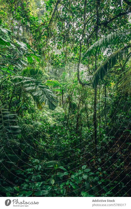 Dichtes Ökosystem des costaricanischen Regenwaldes Costa Rica tropisch Wald Dschungel Flora üppig (Wuchs) Grün Vegetation Biodiversität natürlich wild dicht