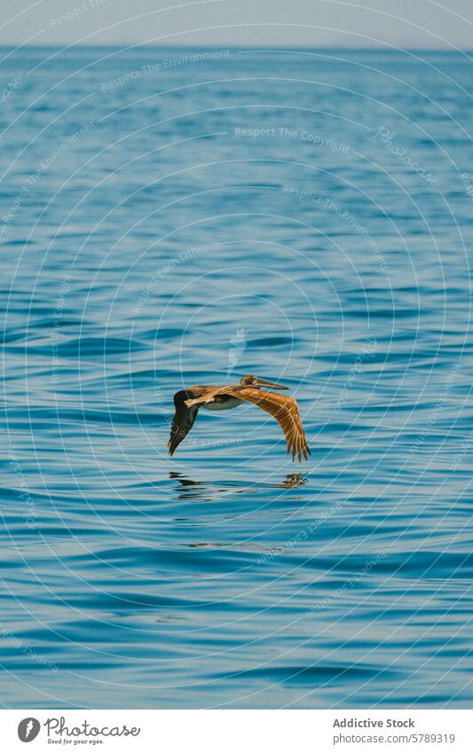 Pelikan fliegt über die ruhigen Gewässer Costa Ricas Vogel Flug gleiten blau Wasser winken Küste Natur Tierwelt MEER Meer Ruhe Gelassenheit Eleganz Einfachheit
