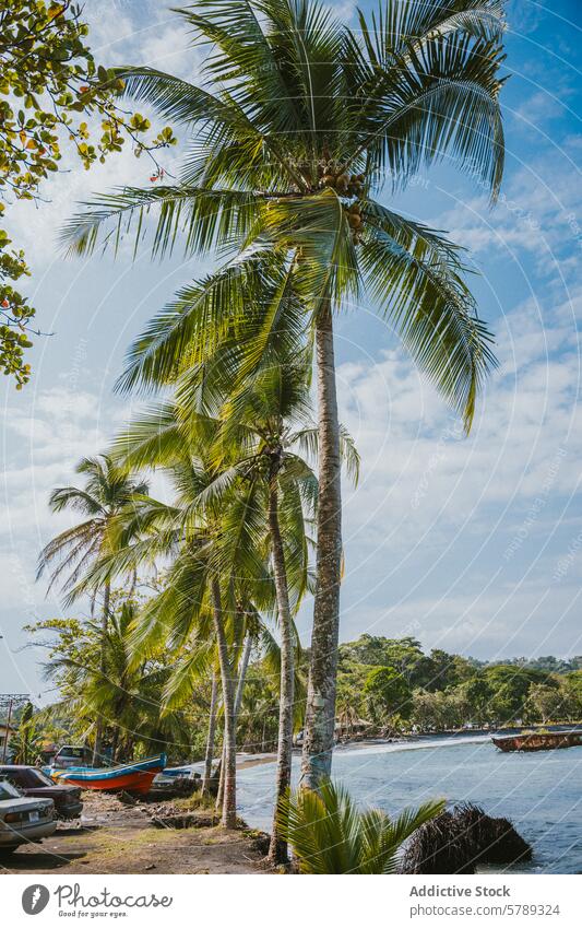 Gelassener Strand in Costa Rica mit Palmen und Booten Ruhe Küstenlinie Sand Ufer Wasser Klarer Himmel tropisch Gelassenheit Natur im Freien Blauer Himmel sonnig