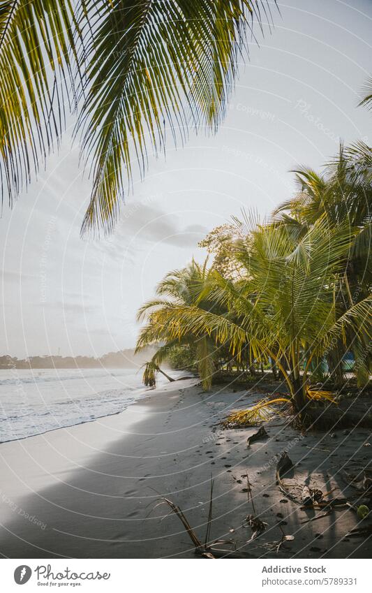 Gelassener tropischer Strand in Costa Rica bei Sonnenuntergang Handfläche winken Windstille Gelassenheit Natur Landschaft reisen Tourismus Sand Meer Küste