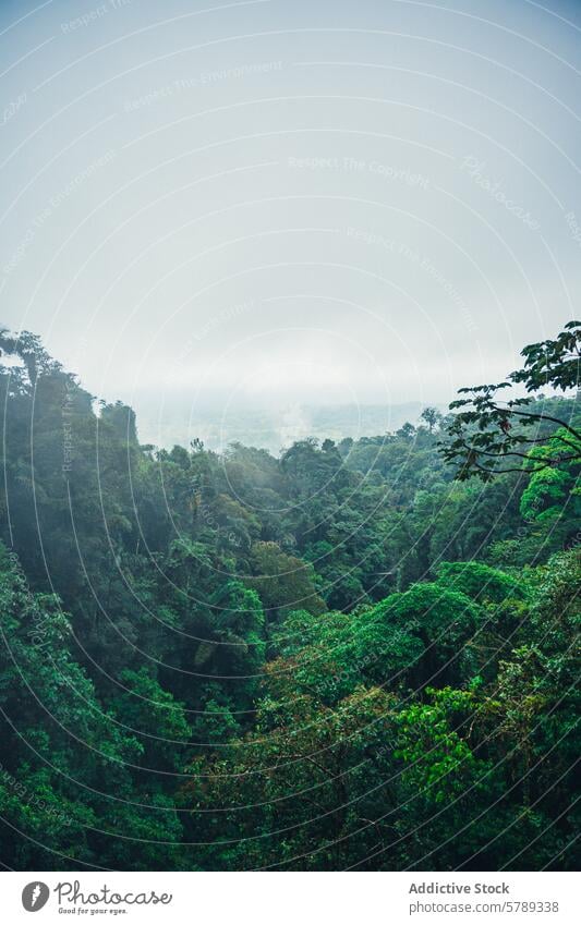 Nebliges Costa Ricanisches Regenwalddach neblig Landschaft Natur Gelassenheit Grün üppig (Wuchs) tropisch Mittelamerika Laubwerk Wald natürlich Umwelt
