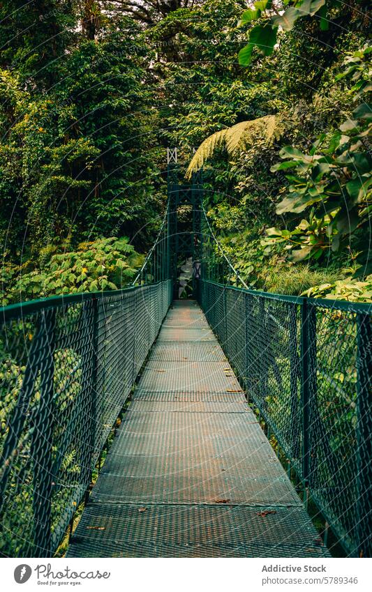 Hängebrücke im Herzen des costaricanischen Dschungels Kettenbrücke Costa Rica Grün Wald üppig (Wuchs) Laufsteg Schutzdach tropisch Natur im Freien reisen