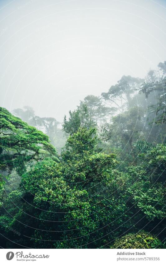 Neblige Costa Ricanische Regenwaldlandschaft Nebel grün Landschaft Natur ruhig üppig (Wuchs) Laubwerk Baum Wald tropisch Mittelamerika im Freien natürlich