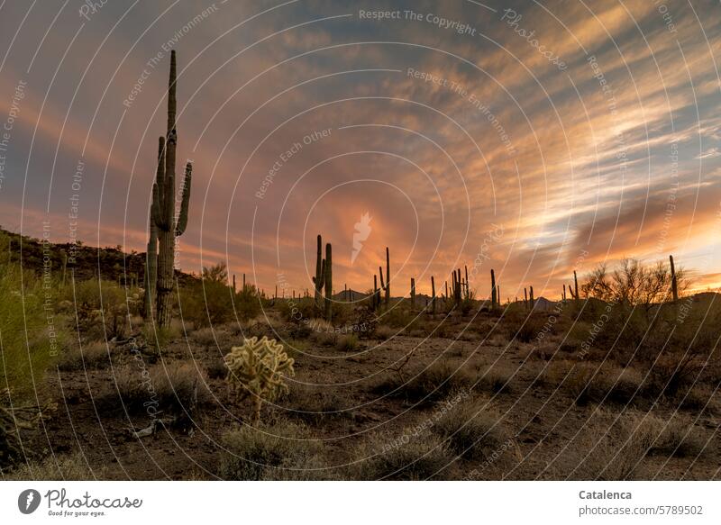 Saguaros und Ocotillos im Abendlicht Büsche Tageslicht Natur Umwelt Himmel Landschaft Ferien & Urlaub & Reisen Tourismus Horizont wandern Kaktus Steine Wolken