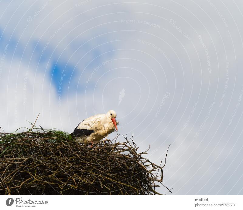 Weißstorch in seinem Nest Storch Zugvogel Brutsaison brüten Vogel Wildtier Natur Schnabel Horst Frühling weiß schwarz orange Tierporträt Textfreiraum oben blau