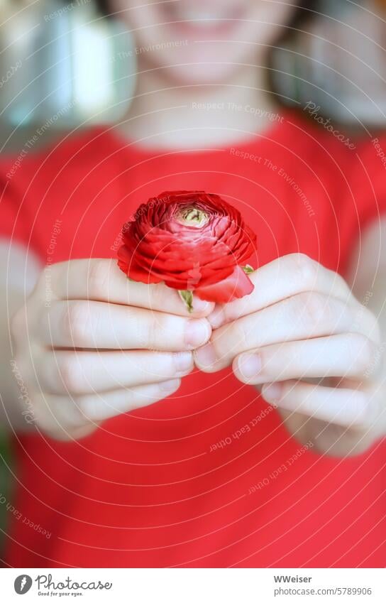 Das Mädchen im roten Hemd hält uns eine rote Blume entgegen und lacht Hände Lächeln Kind junge Frau Unschärfe Finger Geschenk Freude überreichen schenken Geste