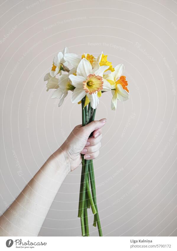 Frühlingsblumen in der Hand Blumen Blütenblätter romantisch Romantik Tageslicht Unschärfe natürlich Blühend zarte Blüten Blumenstrauß Narziss