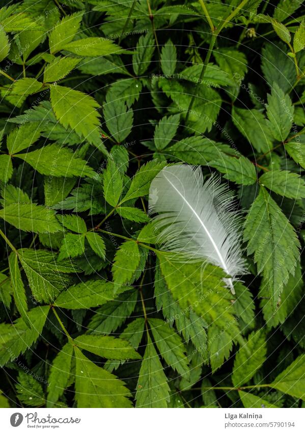 Weiße Feder auf grünem Gras Vogel schön Flügel Pfauenfeder fliegen Daunen Tier Schnabel Hintergrund grün natürlicher Hintergrund Umwelt Blattgrün Farne
