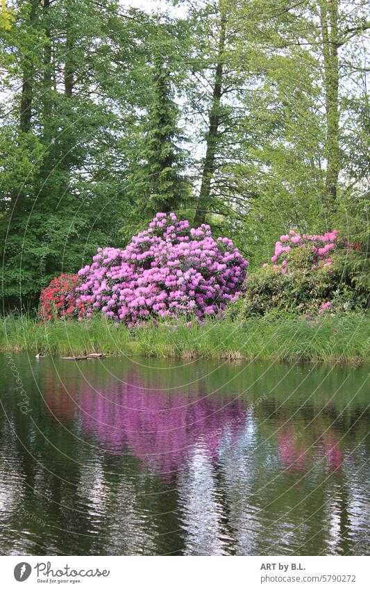 Reiseroute Irgendwo in Norddeutschland natur wasser see spiegelung pflanzen bäume ufer blüten rhododendren Alpenrose Blütensträucher strauch