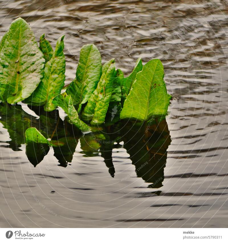 Abtauchen Sauerampfer Pflanze Wiese Natur grün frisch Wachstum abtauchen unter Wasser geflutet Flut nass Blätter Tümpel Pfütze Wasseroberfläche Ampfer