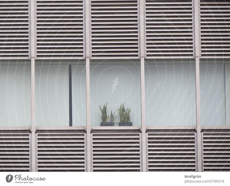 Etwas Grünes braucht der Mensch Pflanze Bürogebäude Fenster Architektur Fassade Gebäude Hochhaus Glas Vertikaljalousie Stadt Strukturen & Formen Außenaufnahme