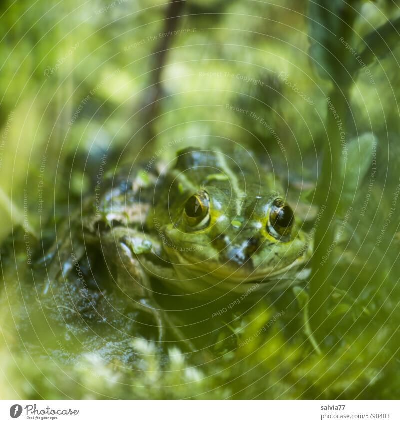 Froschgesicht Teichfrosch Amphibie grün Tarnung Tier 1 Natur Tierporträt Blick Menschenleer Froschperspektive Nahaufnahme Schwache Tiefenschärfe beobachten