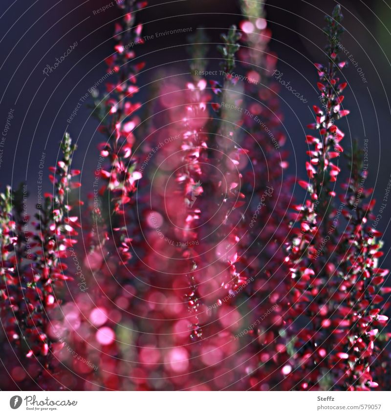 Heideblüte mit Lichtreflexen im September Zierheide heimisch romantisch lichtvoll fantastisch Zierstrauch außergewöhnlich besonders blühend Lichtkreise glänzend