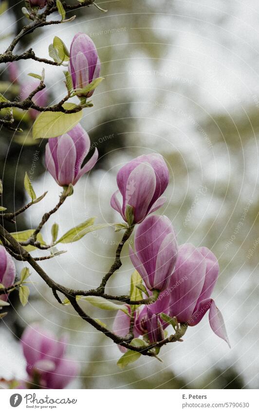 Nahaufnahme einer blühenden Magnolie baum pink frühling aufblühen natur magnolia pflanze ast garden jahreszeit close up bud schönheit flora weiß blatt makro
