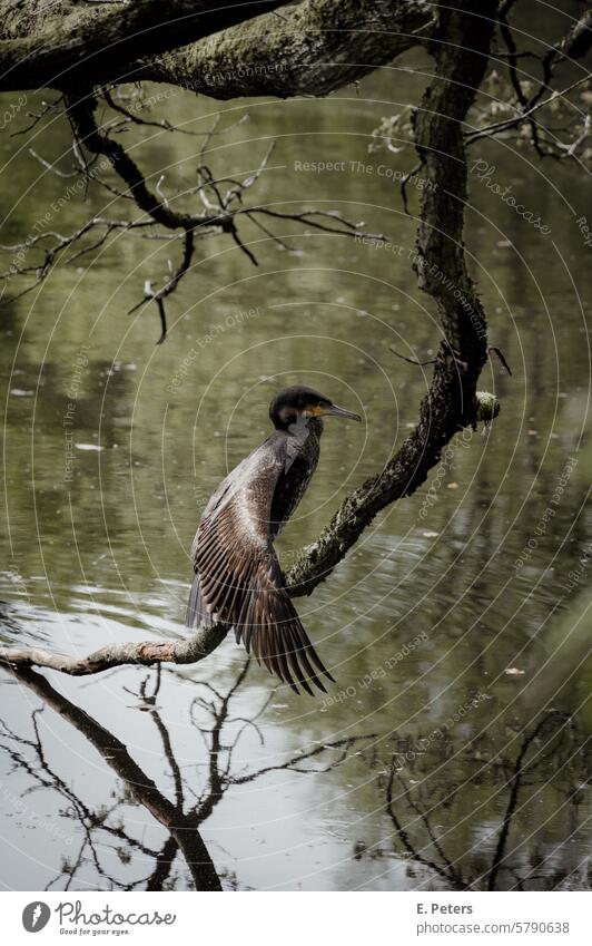 Kormoran trocknet sein Gefieder in der Sonne an einem See trocknen sonne sonnig see entspannt bird natur wild lebende tiere schnabel feather wasser flügel