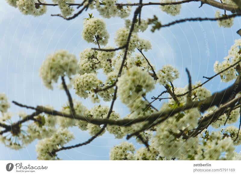 Kirschblüten ast baum blühen dämmerung erholung erwachen ferien frühjahr frühling frühlingserwachen garten hecke himmel kleingarten kleingartenkolonie knospe