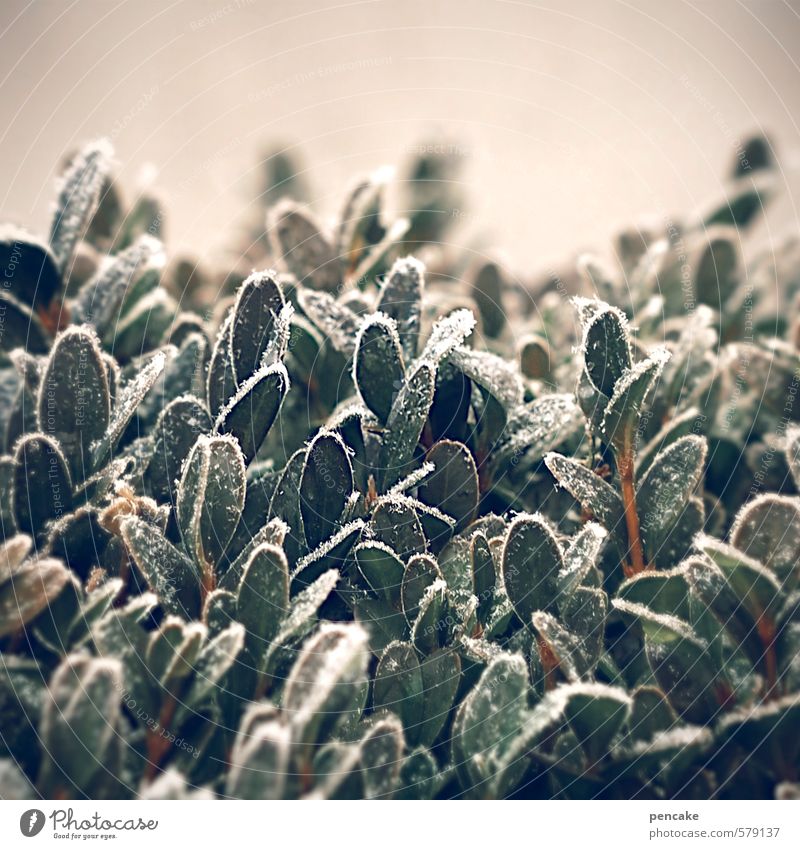 knusprig Natur Pflanze Eis Frost Sträucher Buchsbaum authentisch kalt grün Dekoration & Verzierung Naturmaterial Raureif Farbfoto Außenaufnahme Nahaufnahme