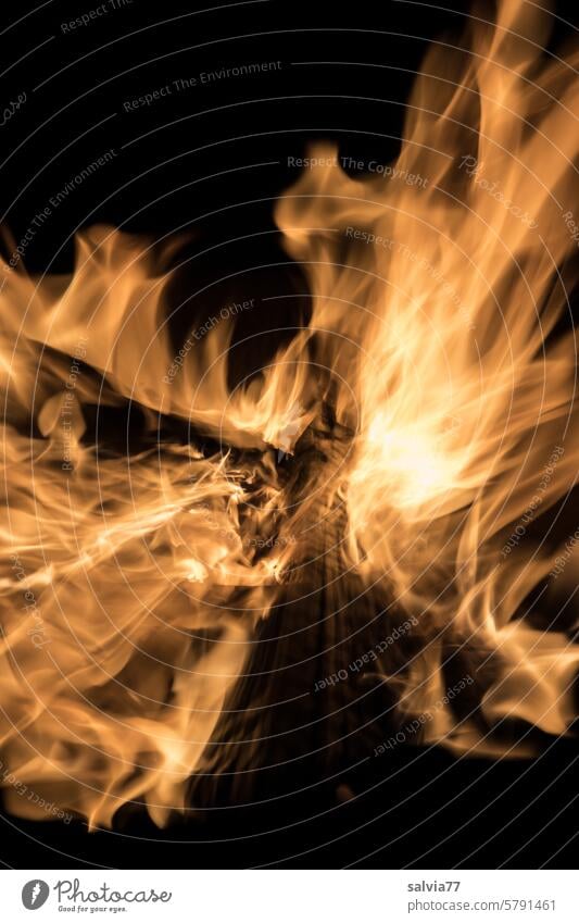 Lagerfeuer zu Beltane Feuer Ritual Hitze verbrennen Flamme Feuerstelle Glut glühen gefährlich Brand heiß Licht Energie Brennholz Wärme Menschenleer glühend gelb