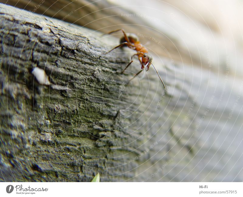 Ameise bei der Arbeit Holz Baumstamm Waldameise Natur Nahaufnahme