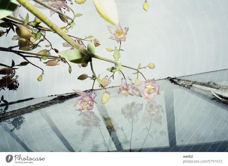 Anlehnungsbedürftig Akelei Frühlingsblumen Wachstum aufstrebend elegant zerbrechlich anmutig Nahaufnahme exotisch Blütenknospen Wildpflanze Spiegelbild