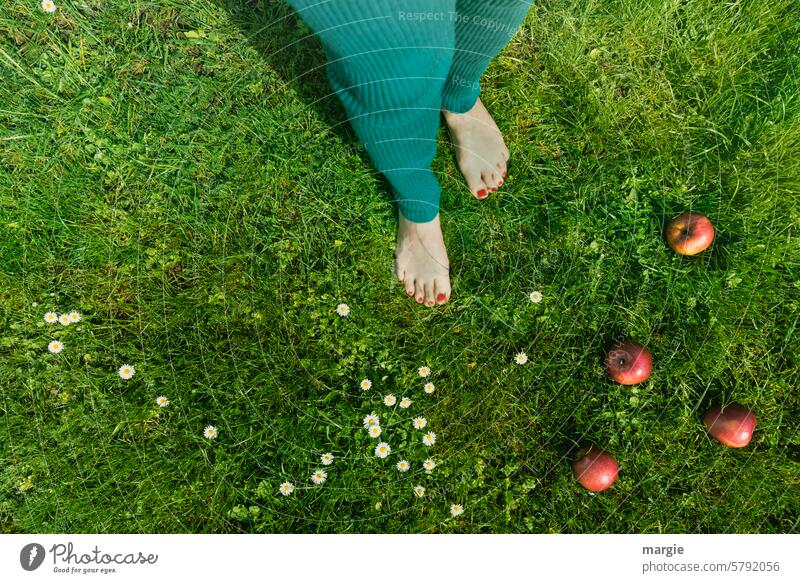 Barfuß durch den Garten Füße berühren Gras Blumen Fuß Mensch feminin Frau äpfel gänseblumen Zehen Nagellack Beine grün Außenaufnahme Zehennagel Idylle genießen
