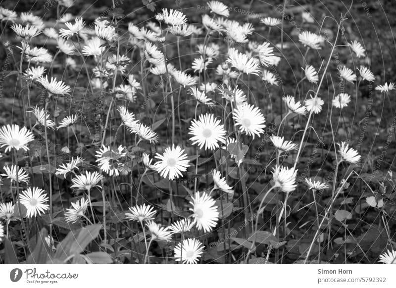 Blumenwiese mit hellen Blüten im starken Kontrast zum Hintergrund Waldblumen blühen Schwarzweißfoto Schwarz-Weiß-Fotografie Wiese Natur Wiesenblume Wildpflanze