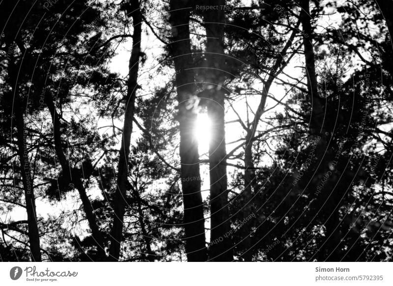 Sonne scheint zwischen zwei Waldbäumen in Form eines gleißenden Gegenlichts in Richtung der Kameraposition Waldstimmung Sonnenstrahlen gleißendes Licht Bäume