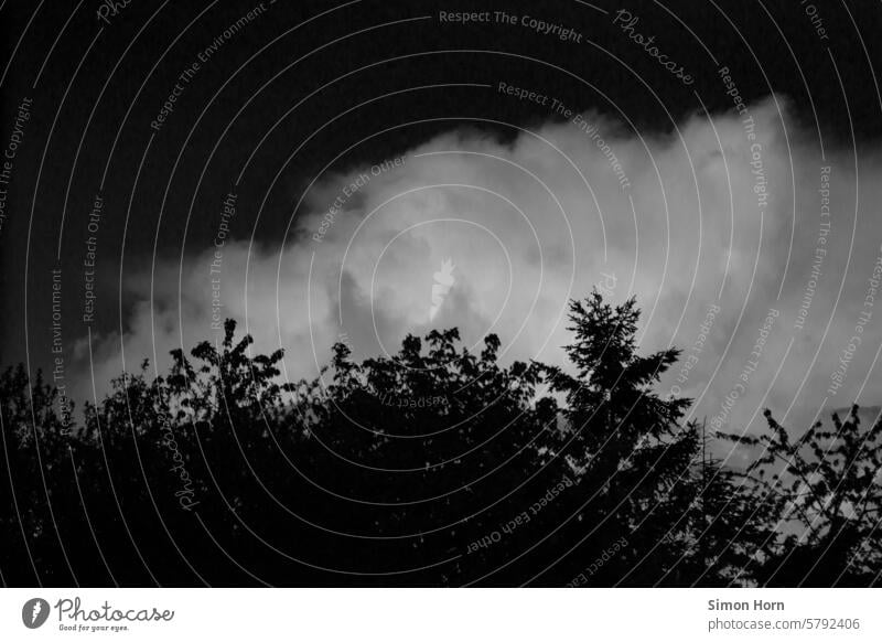 Silhouette einer großen Baumkrone vor einer großen Wolke, hinter der sich ein dunkler Himmel befindet Kontrast Schwarz-Weiß-Fotografie Strukturen & Formen