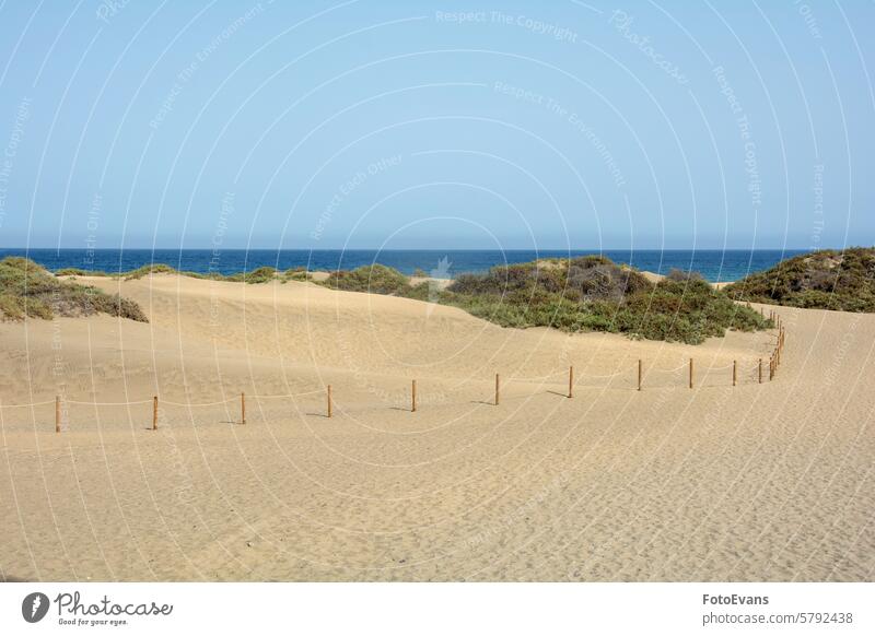 Wanderweg durch die Sanddünen von Maspalomas zum Meer auf Gran Canaria in Spanien Horizont trocknen endlos Natur Hintergrund MEER Morgen Düne Strand Weg golden