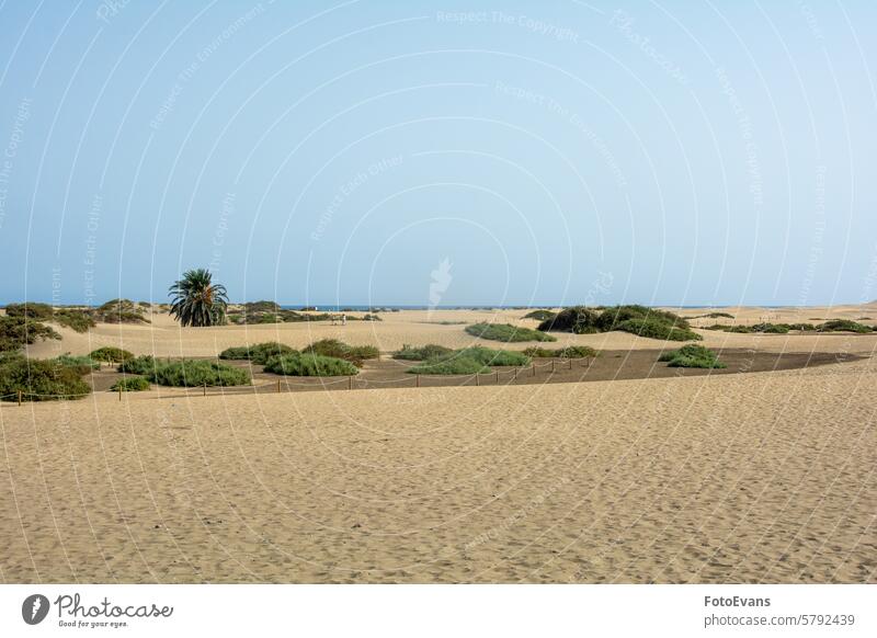 Sanddünen von Maspalomas mit Blick auf das Meer auf Gran Canaria in Spanien Horizont trocknen endlos Natur Hintergrund MEER Morgen Düne Strand Urlaubsort