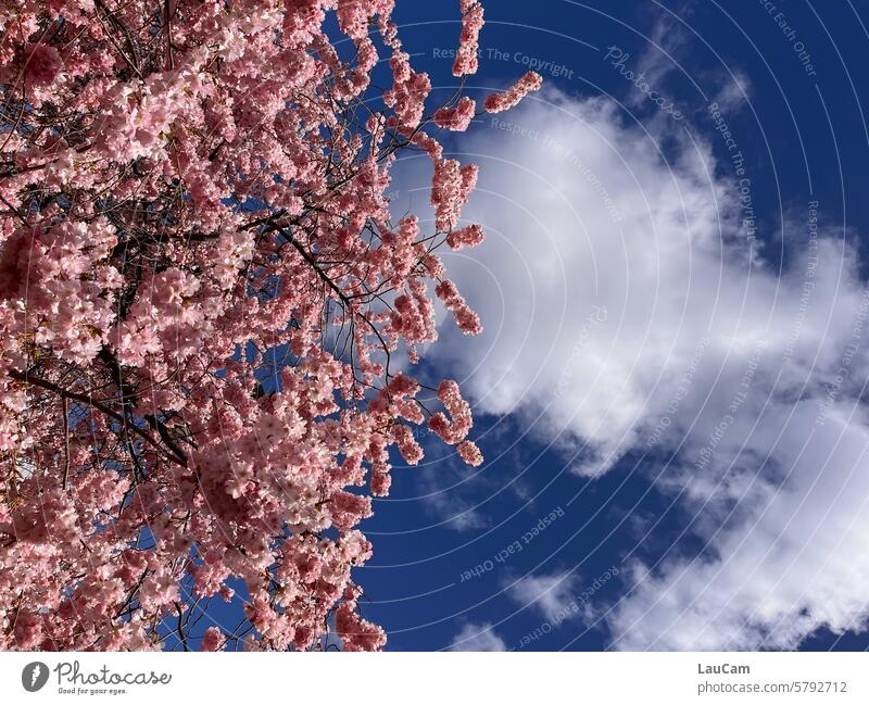 Blick in den Frühling Kirschblüte blauer Himmel Wolken blühen blühend Kirschblüten rosa Frühlingsgefühle schönes Wetter Sonnenschein Frühlingstag