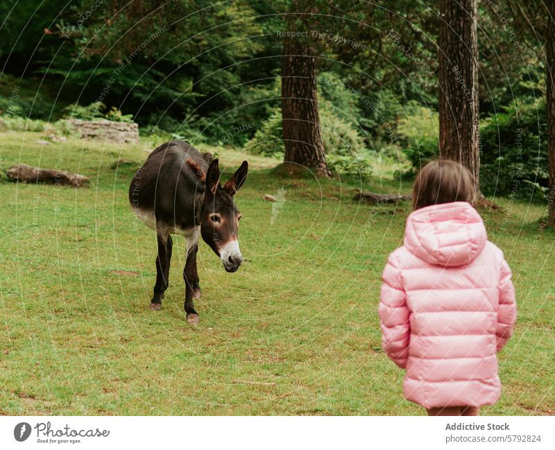 Junges Mädchen trifft Esel bei Familientag im Park begegnen Natur Tier Kind jung rosa Mantel neugierig Grün im Freien Freizeit tagaus Sitzung Interaktion