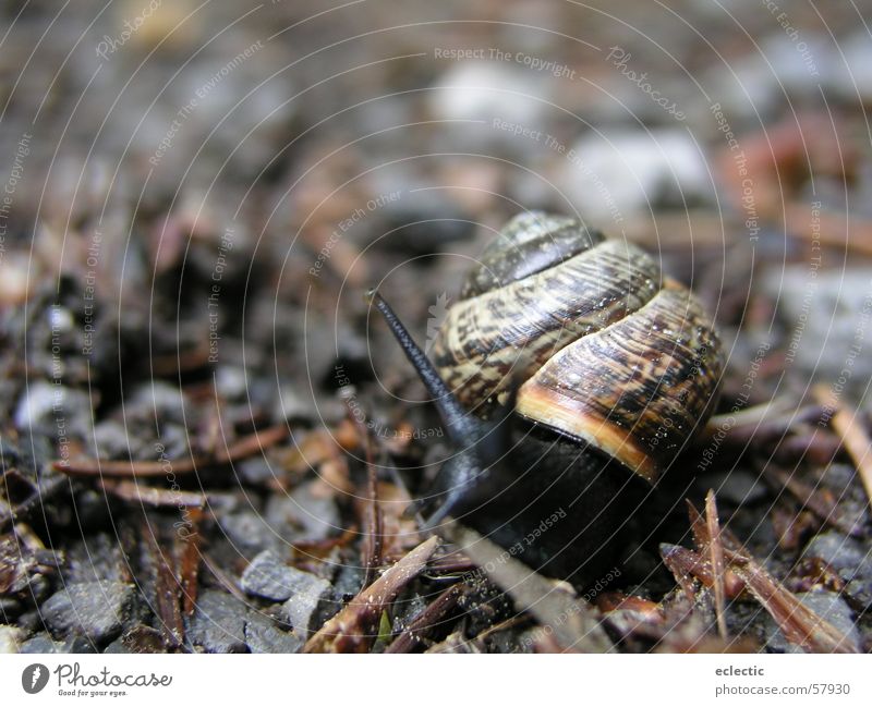 Carl Lewis 1 Schneckenhaus Tier Waldboden Fühler Reptil langsam krabbeln Außenaufnahme Tiefenschärfe Bodenbelag Natur Makroaufnahme Nahaufnahme
