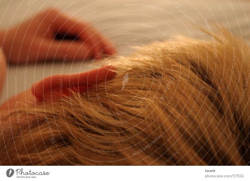 Sleeping schlafen Mann Bett Nacht Haare & Frisuren Kopf Ohr Mensch liegen Müdigkeit