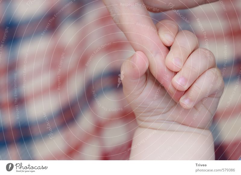 kleiner Finger greift ganze Hand 2 Mensch 0-12 Monate Baby Vertrauen Kindheit Instinkt Nachkommen Eltern Farbfoto Innenaufnahme Zentralperspektive
