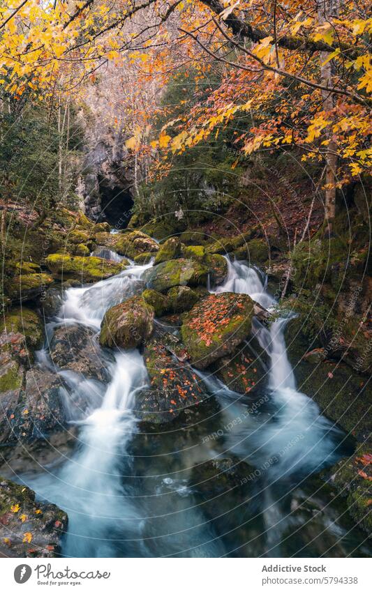 Herbstlicher Bach in den Pyrenäen mit moosbewachsenen Felsen und Blättern strömen Moos Blatt Navarra Rontal puerto larra-belagua Wasser Wald Natur Gelassenheit