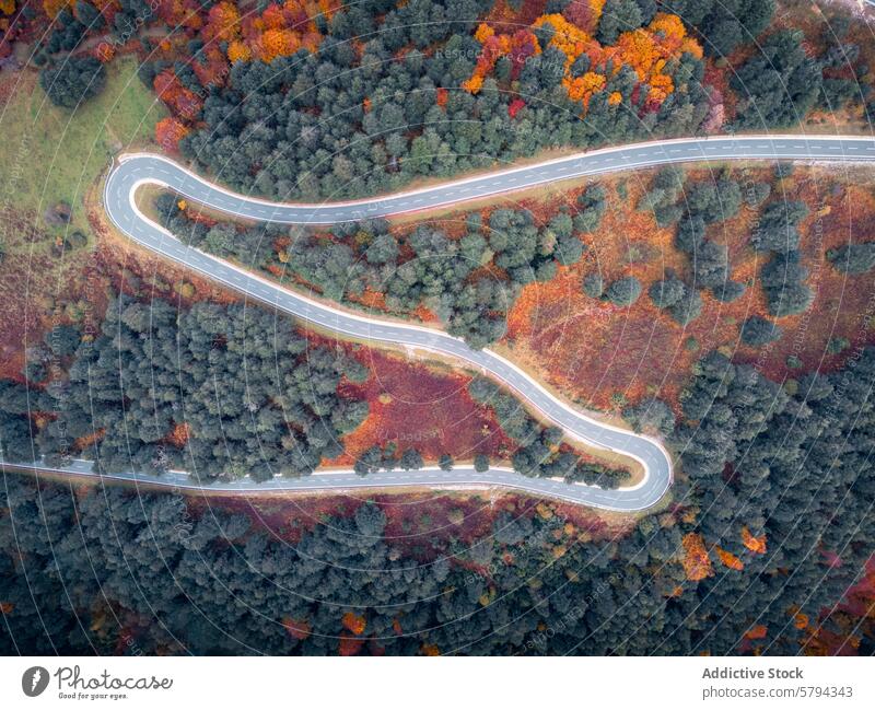 Kurvenreiche Straße durch den Herbstwald in den Pyrenäen Antenne Wald Navarra Rontal puerto larra-belagua Serpentine geschlängelt Bäume Herbstfarben Wildnis