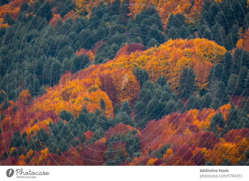 Herbstfarben in den Pyrenäen im Roncal-Tal Navarra Rontal puerto larra-belagua Laubwerk Farbe Berge u. Gebirge Natur Landschaft reisen saisonbedingt pulsierend