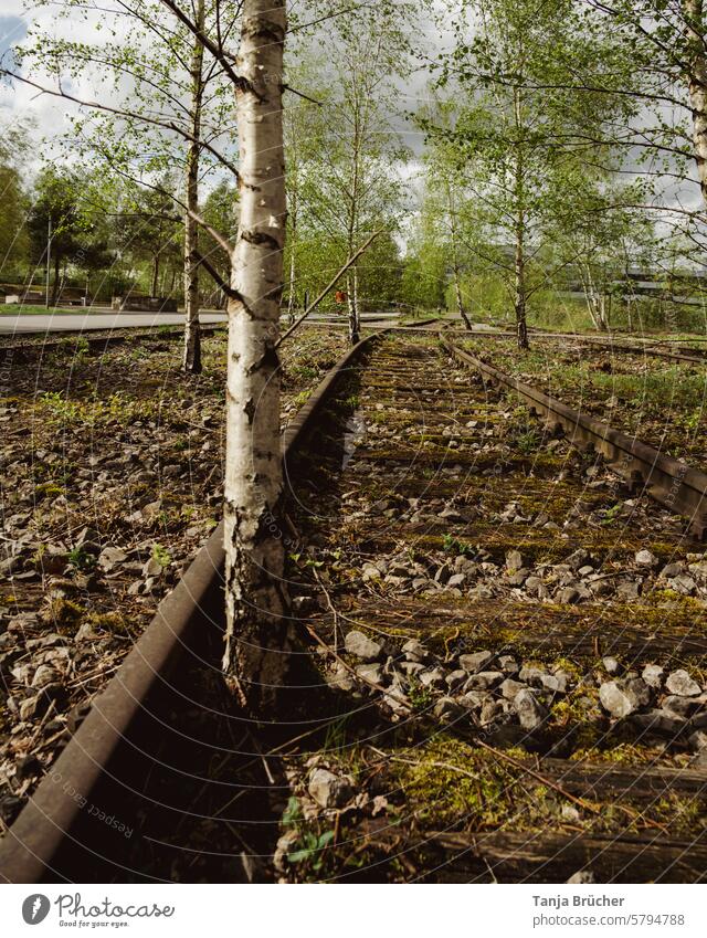 Birken erobern alte Gleise Bahngleise Schienen Renaturierung stillgelegt verlassen Zurückeroberung Neubeginn Vergänglichkeit Natur holt es sich zurück