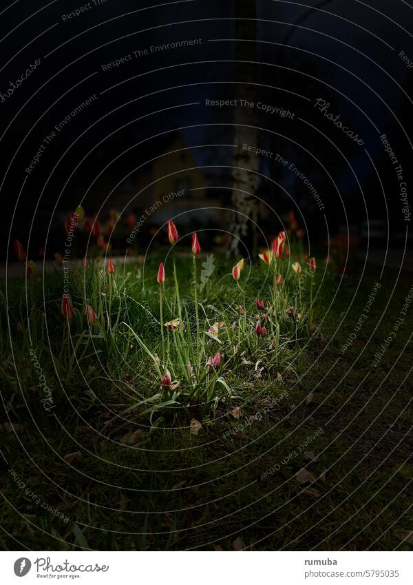 Blumen, Tulpen, Lichtkegel, Textfreiraum Tulpenblüte Rasen Nacht Spotlight ästhetisch zarte Blüten tiefenschärfe gering Natur Glück natürlich Liebe schön