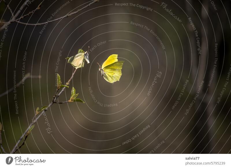 Zitronenfalter Balz im Flug Natur Schmetterling fliegend gelb Flügel Insekt Tier 2 Farbfoto Zweig Lepidoptera Brautwerbung Liebesspiel Leichtigkeit