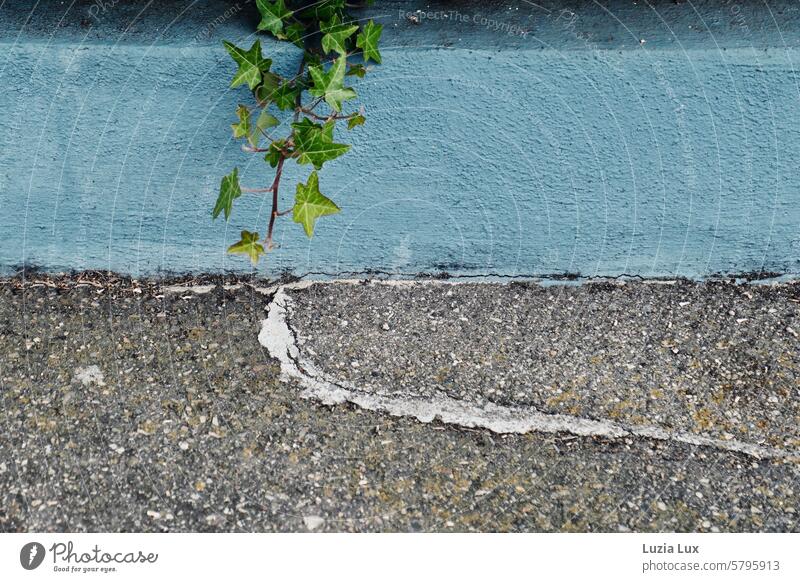 Efeuranke am Bürgersteig Fassade Natur bewachsen Wachstum Kletterpflanzen Außenaufnahme Gedeckte Farben Mauer Pflanze Halt festhalten grün Ranke Gebäudeteil