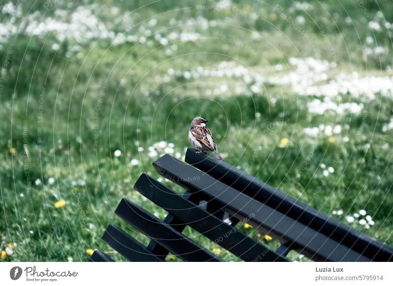 Ein Spatz hat eine Bank für sich alleine und schaut nach rechts auf eine Wiese voller Gänseblümchen Sperling Vogel braun Tierporträt Wildtier Außenaufnahme