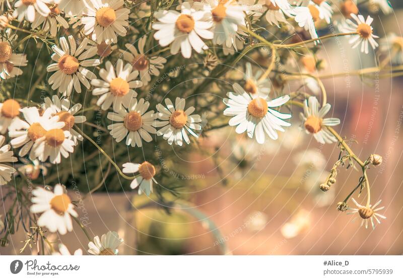 Naturmedizin, wilde gesunde Nutzpflanzen Kunst Hintergrund schön Schönheit Blütezeit Überstrahlung Botanik Blumenstrauß hell Echte Kamille Nahaufnahme