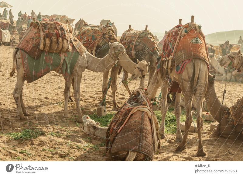 Reisen Ägypten UNESCO-Welterbe Altägyptische Kultur Abenteuer Afrika Afrikanisch antik Tier Tiere arabisch Archäologie Beduinen Kairo Camel Kamelreiten Kamele