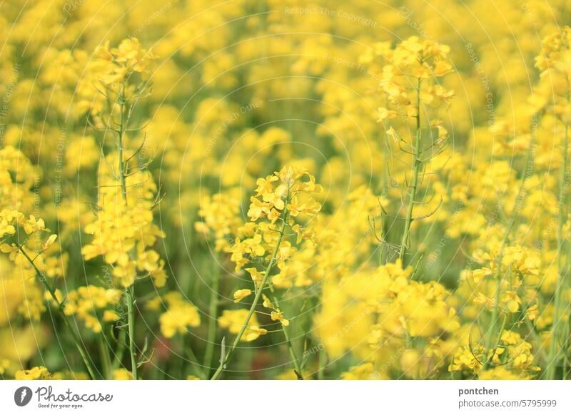ein Rapsfeld raps rapsfeld landwirtschaft ökologische landwirtschaft gelb anbau pflanzen Nutzpflanze Rapsblüte Frühling Natur Blüte